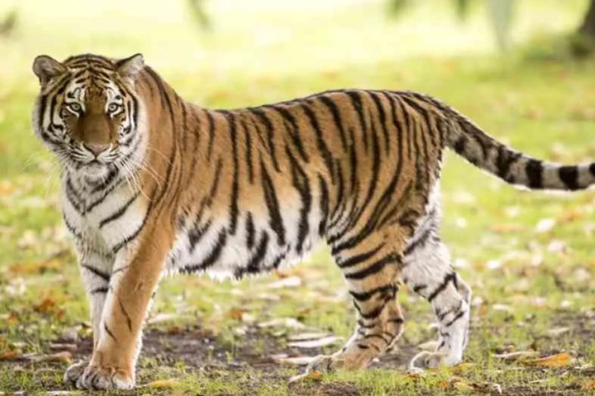 Tiger