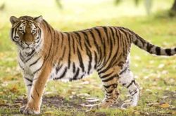 Tiger T-139: टेरेटरी बनाने सुल्ताना का बेटा बूंदी के जंगलों में पहुंचा, इंद्रगढ़
और लाखेरी की ओर दिखा बाघ का मूवमेंट - image