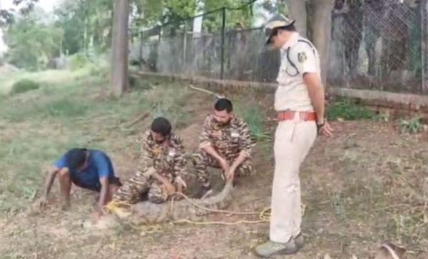 CG News:  मछली पकड़ते समय जाल में फंसा 5 फिट का मगरमच्छ, लोगों के उड़े होश, देखें तस्वीरें 
