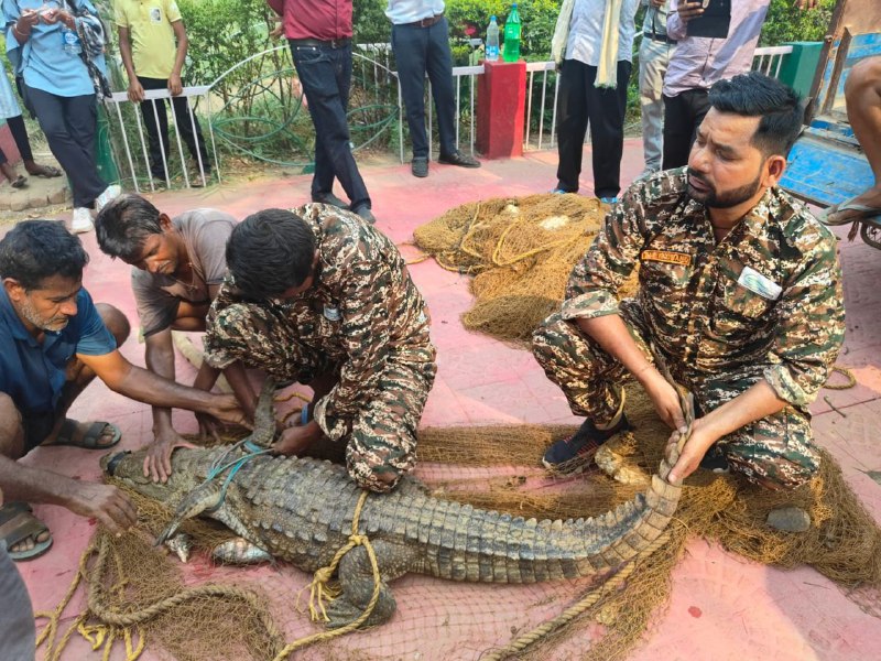 CG News: मछली पकड़ते समय जाल में फंसा 5 फिट का मगरमच्छ, लोगों के उड़े होश, देखें
तस्वीरें