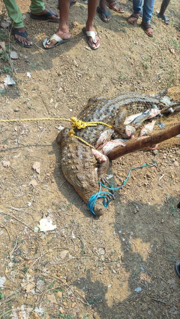 CG News:  मछली पकड़ते समय जाल में फंसा 5 फिट का मगरमच्छ, लोगों के उड़े होश, देखें तस्वीरें 
