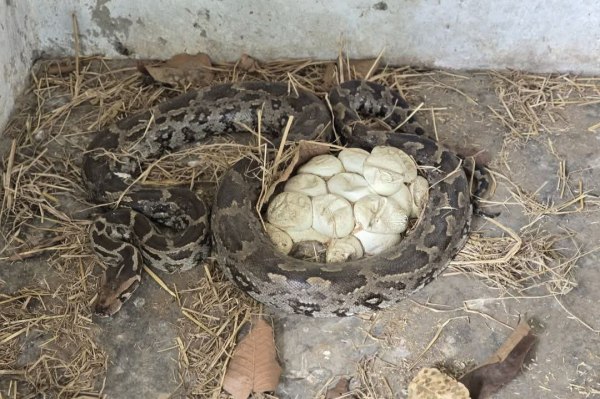 CG News: 25 अंडों के साथ लेटा था 10 फीट लंबा अजगर, स्नेकमैन और वन विभाग ने किया रेस्क्यू, देखें वीडियो 
