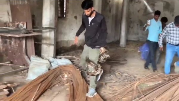 CG News: 25 अंडों के साथ लेटा था 10 फीट लंबा अजगर, स्नेकमैन और वन विभाग ने किया रेस्क्यू, देखें वीडियो 
