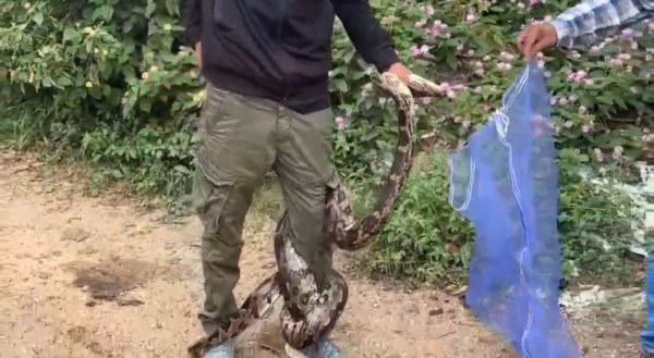 CG News: 25 अंडों के साथ लेटा था 10 फीट लंबा अजगर, स्नेकमैन और वन विभाग ने किया रेस्क्यू, देखें वीडियो 
