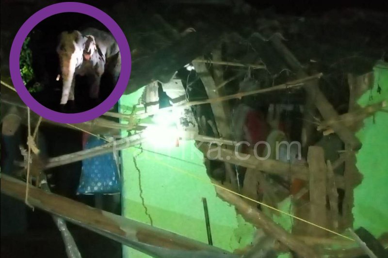 Elephants created havoc broke 11 houses MP News (फोटो सोर्स- Patrika.com)