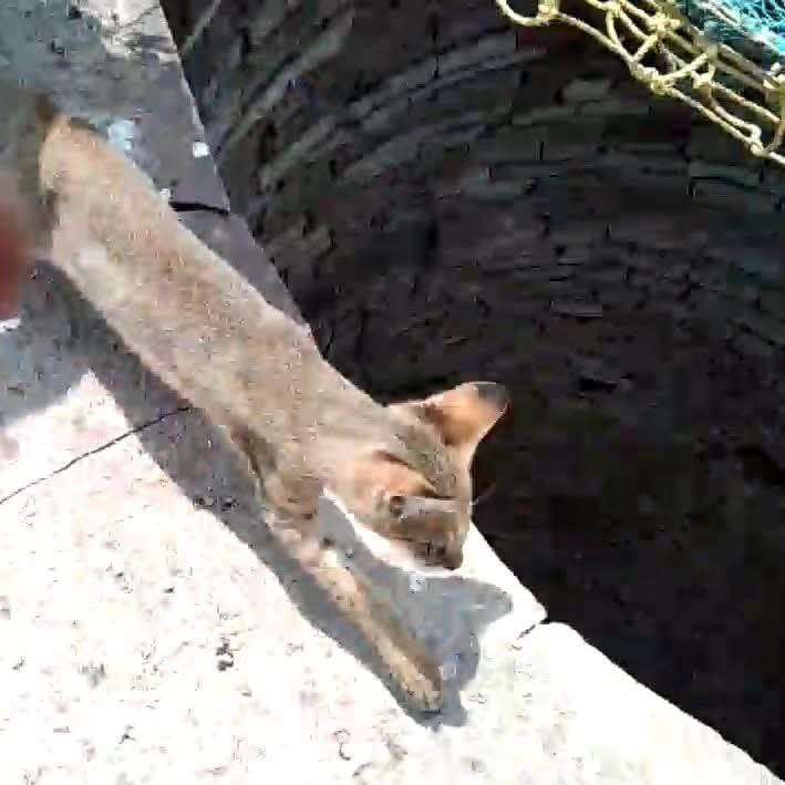 villagers mistook Leopard cub fell into the well but it was wild cat mp news