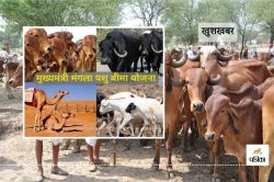 राजस्थान में पशुपालकों के लिए खुशखबरी…42 लाख गाय, भैंस, बकरी, भेड़ और ऊंट को
मिलेगा बीमा कवर, जल्द शुरू होगा रजिस्ट्रेशन - image