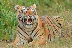 Sariska Tiger Reserve: दो महीने से लापता है बाघिन-2401…आखिरी बार जहां देखी गई,
शिकार के लिए कुख्यात है एरिया - image