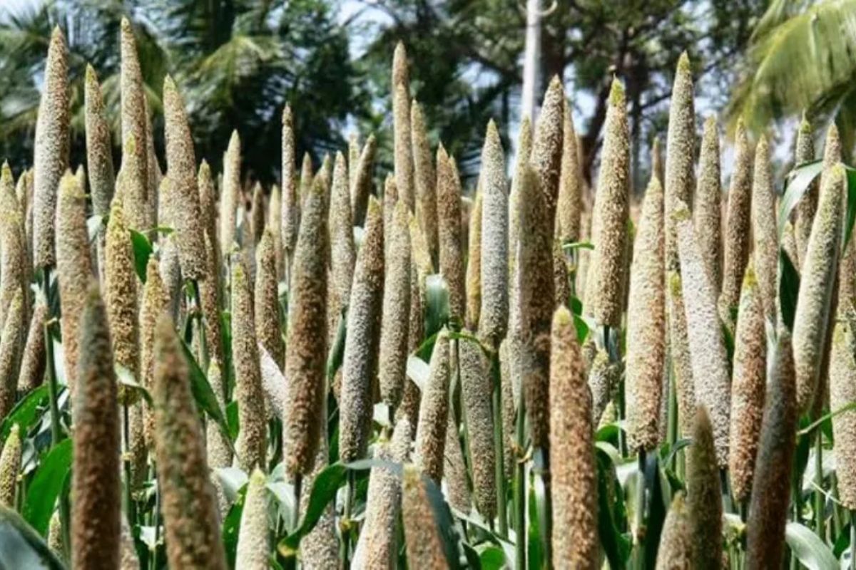 दुनिया के लगभग 25 प्रतिशत बाजरे का राजस्थान में होता है उत्पादन, बन रहा अनुसंधान
केंद्र, हैदराबाद से बीज लाकर होगा परीक्षण