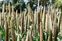 दुनिया के लगभग 25 प्रतिशत बाजरे का राजस्थान में होता है उत्पादन, बन रहा अनुसंधान
केंद्र, हैदराबाद से बीज लाकर होगा परीक्षण - image