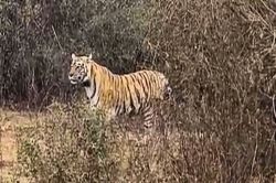 Sariska Tiger Reserve: दो महीने से लापता है बाघिन-2401…आखिरी बार जहां देखी गई,
शिकार के लिए कुख्यात है एरिया - image