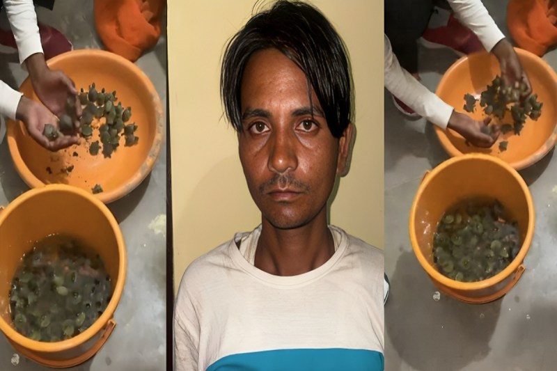 फोटो सोर्स: Patrika : UP STF International turtle smuggling gang busted