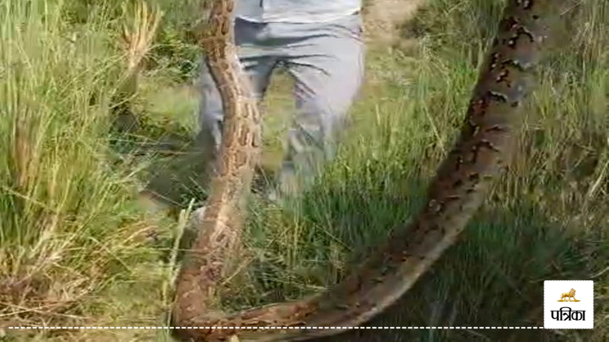 Bijnor: 80 किलो का 15 फीट लंबा अजगर मिला, 3 घंटे की मशक्कत के बाद रेस्क्यू, नहर
से निकालकर सुरक्षित जगह छोड़ा