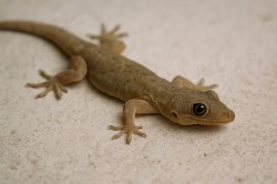 Get Rid Of Lizards : बारिश के मौसम में छिपकली से परेशान है तो उसे भगाने के लिए
ट्राई करें ये घरेलू नुस्खे - image
