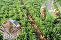 राजस्थान के किसान ‘ईसबगोल’ की खेती कर बन रहे लखपति, जानें किस मिट्टी में होगी
अधिक पैदावार - image
