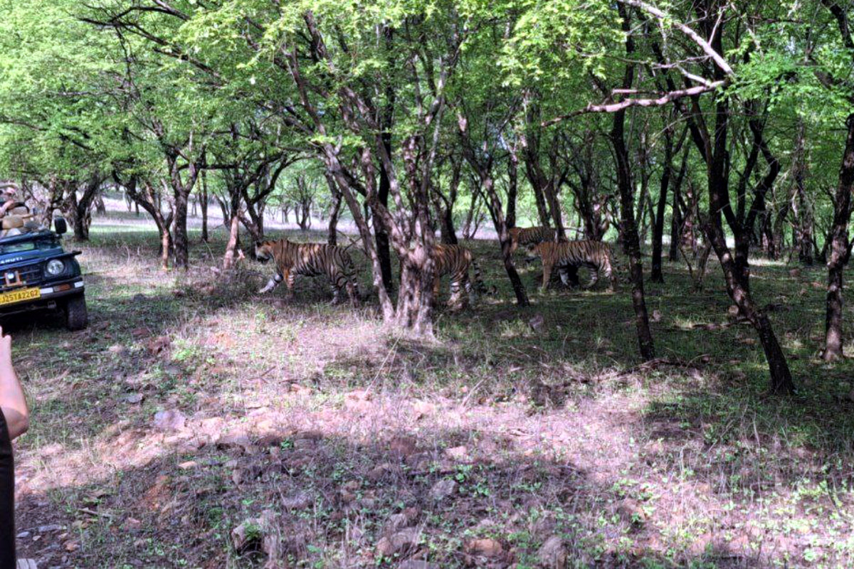 Video: रणथंभौर में दिखा दुर्लभ नजारा… एक साथ नजर आए चार टाइगर, पर्यटक हुए
रोमांचित