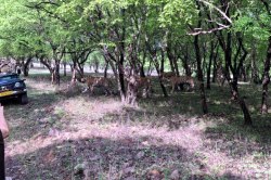 Video: रणथंभौर में दिखा दुर्लभ नजारा… एक साथ नजर आए चार टाइगर, पर्यटक हुए
रोमांचित - image