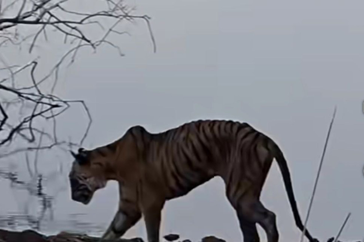 रणथंभौर: नहीं रही मगरमच्छ का शिकार करने वाली बाघिन ऐरोहेड, 10 मिनट में ‘पानी के
राजा’ को दिखाई थी औकात