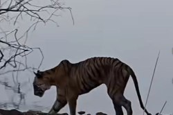रणथंभौर: नहीं रही मगरमच्छ का शिकार करने वाली बाघिन ऐरोहेड, 10 मिनट में ‘पानी के
राजा’ को दिखाई थी औकात - image