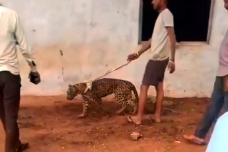 Panther