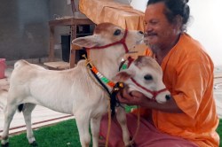 Punganur Cow: आंध्र प्रदेश से पुंगनूर नस्ल की गाय अब राजस्थान में… दो फीट का कद,
बनी आकर्षण का केन्द्र - image