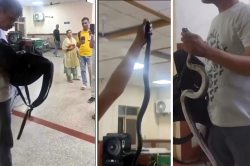 Video: जिंदा सांप लेकर इमरजेंसी पहुंचा युवक… बोला: इसने मुझे काटा, बताओ जहरीला
है या नहीं - image
