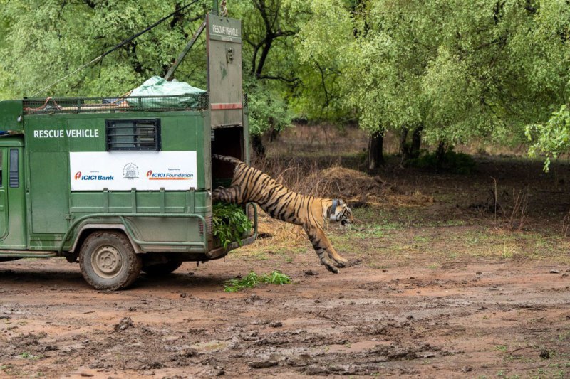 tigress RBT-2507 kankati