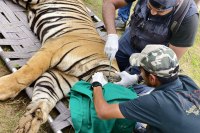 ramgarh tiger reserve