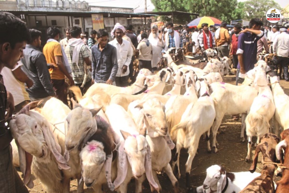 Bakrid News Rajasthani Goats Big demand in Dubai Shahrukh Aamir Salman reached Ajmer