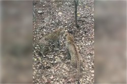 Ranthambore: रणथंभौर में इस बार आमने-सामने हुए दो लेपर्ड, दोनों में जमकर हुई
जंग, जानिए फिर क्या हुआ - image