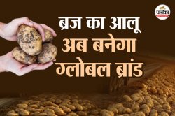 Global Agriculture: ब्रज का आलू अब बनेगा ग्लोबल ब्रांड, आगरा में खुलेगा
इंटरनेशनल सेंटर, किसानों को बड़ा तोहफा - image