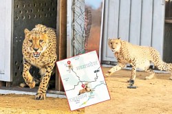 राजस्थान में सफारी के लिए बनेगा चीता कॉरिडोर, इन 7 जिलों को मिलेगा सीधा फायदा - image