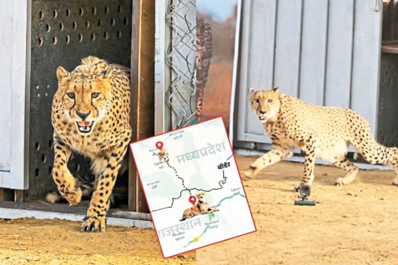 Cheetah corridor in rajasthan