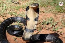 Cobra snake bite: छुट्टियां मनाने मामा के घर आई 5 वर्षीय बालिका को कोबरा सांप ने
डसा, मौत - image