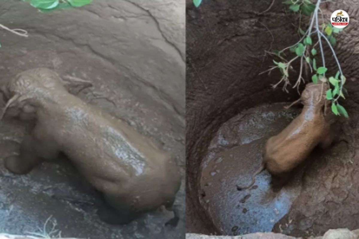 CG News: सूखे कुएं में गिरा हाथी का शावक, रेस्क्यू में जुटा वन विभाग, देखें
Video