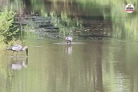 झील में दिखी दुर्लभ एशियाई ओपनबिल स्टॉर्क की जोड़ी (फोटो सोर्स- पत्रिका)