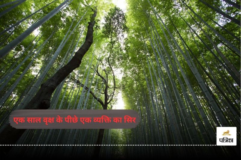 एक साल वृक्ष के पीछे एक व्यक्ति का सिर (फोटो सोर्स- unsplash)