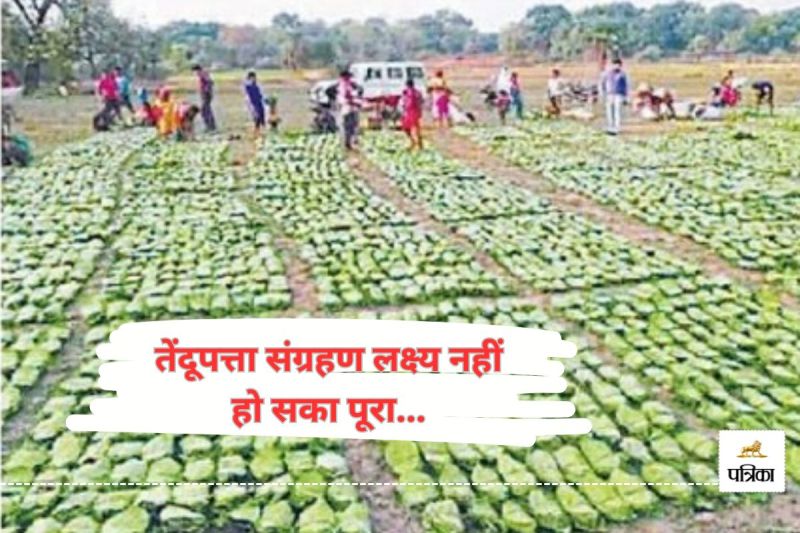 तेंदूपत्ता संग्रहण लक्ष्य नहीं हो सका पूरा.(photo-patrika)