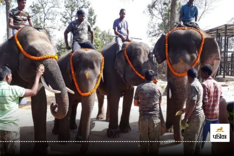 मुसीबत बने मेहमान (फोटो सोर्स- पत्रिका)