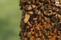 मधुमक्खियों का हमला (फोटो सोर्स- unsplash)