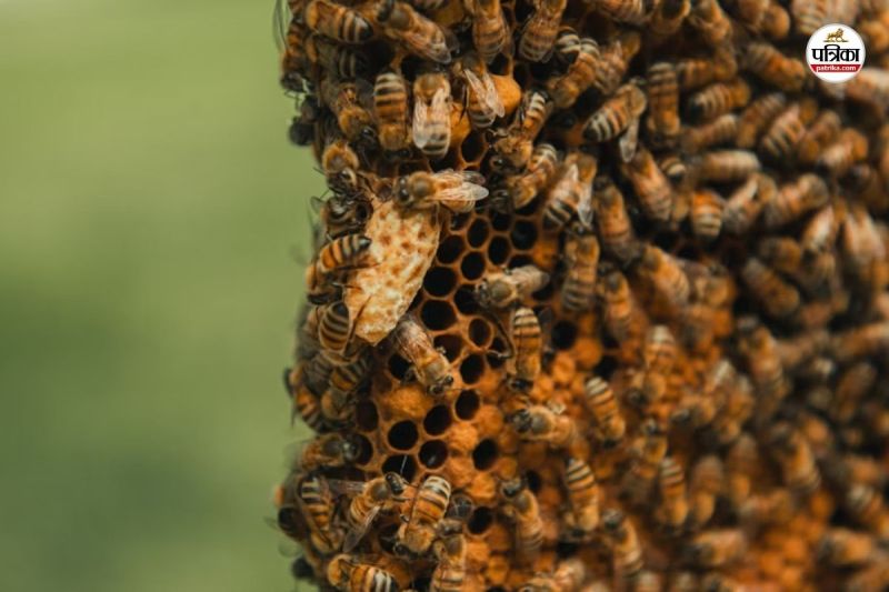 मधुमक्खियों का हमला (फोटो सोर्स- unsplash)