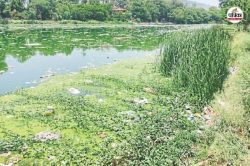 Rajasthan: बीसलपुर बांध का पानी हो रहा जहरीला! सुनो सरकार… चितौड़गढ़ की ‘गंगा’
हो गई मैली - image