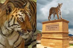 Rajasthan: बाघिन ‘मछली’ को भूला बैठा वन विभाग, बेटी का बना दिया स्मारक, वन्यजीव
प्रेमियों में रोष - image