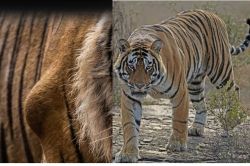 Rajasthan: बाघिन एरोहेड की मौत के बाद बाघ गणेश में दिखे बोन ट्यूमर के लक्षण,
डब्ल्यूआइआइ भेजे फोटो जानें, पूरा मामला - image