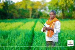गर्मी में गेहूं की पैदावार घटी, कम लागत में किसानों को मिला अधिक मुनाफा - image