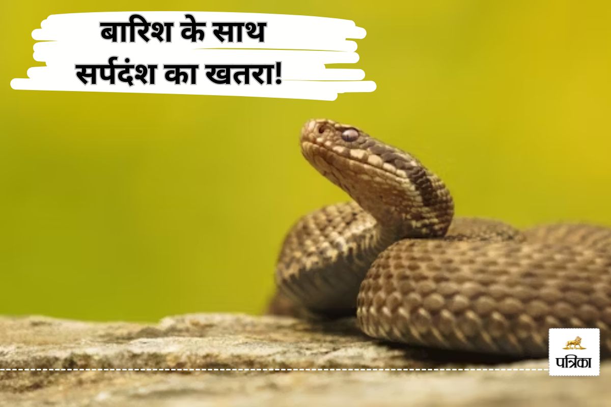 बारिश के साथ सर्पदंश का बढ़ा मामला, 20 से ज्यादा मरीज हुए एडमिट, रहें सावधान…