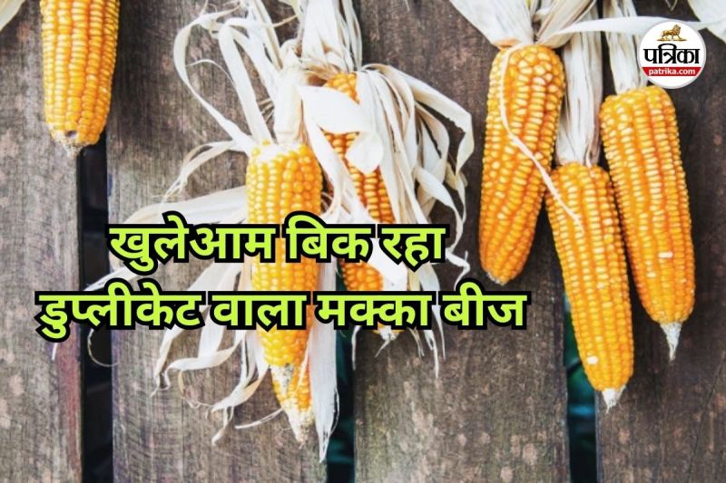 खुलेआम बिक रहा डुप्लीकेट वाला मक्का बीज (Photo source- Patrika)