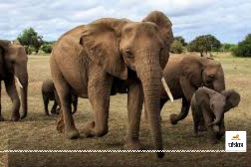 जंगल से निकल कर सड़क पर पहुंचा 18 हाथियों का दल(photo-insplash)