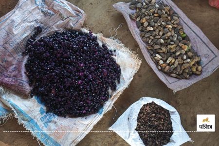 कोरबा में ड्रोन से सीड बॉल की बौछार(photo-patrika)