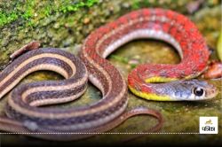 Snake Bite: सर्पदंश का शिकार होने पर झाड़-फूंक नहीं बल्कि अस्पताल पहुंचें,
लगवाएं एंटी वेनम इंजेक्शन… झट से अपनाएं ये उपाय भी - image